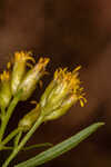 Flat-top goldentop